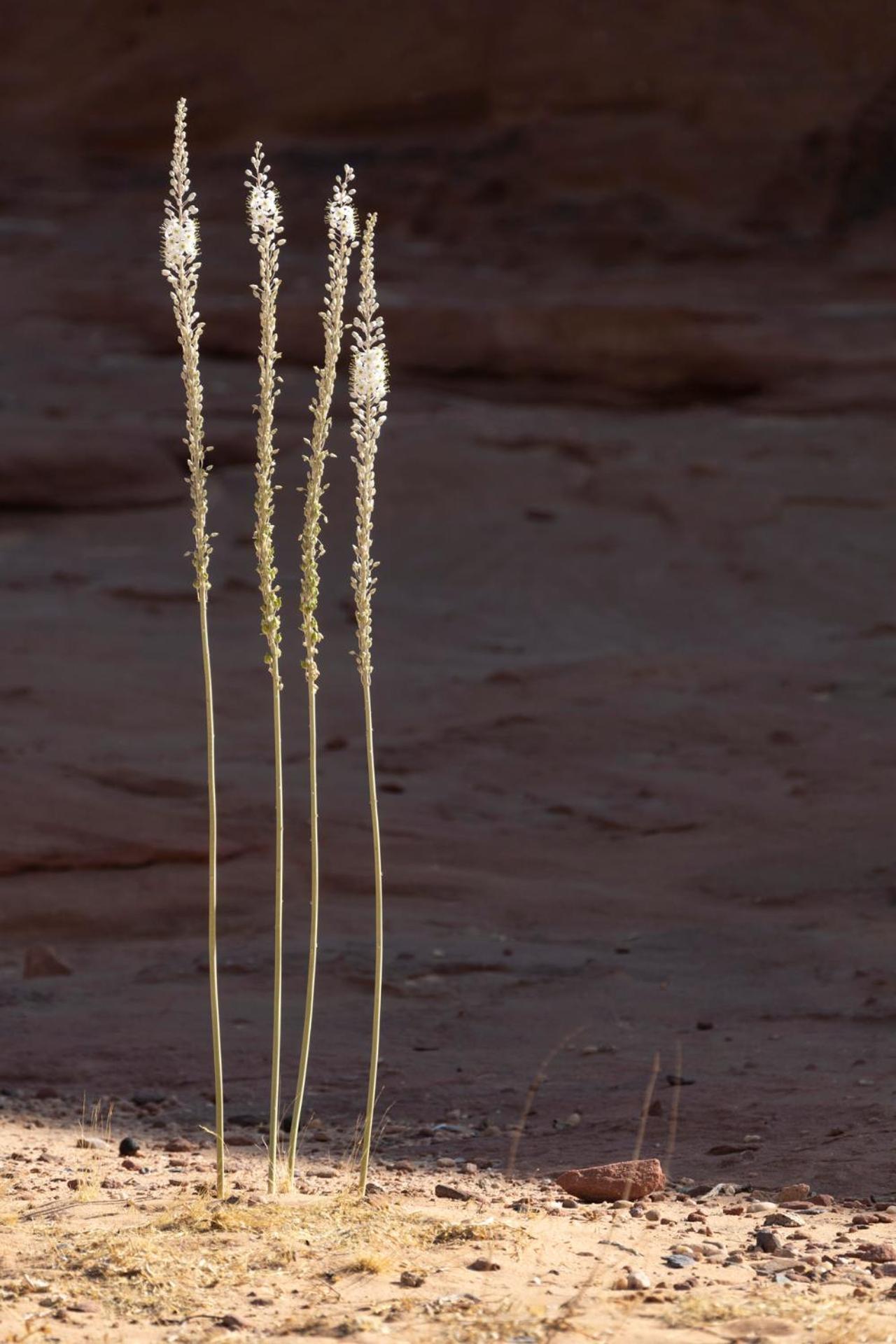 Wadi Rum Camp & Jeep Tour Hotel Exterior photo