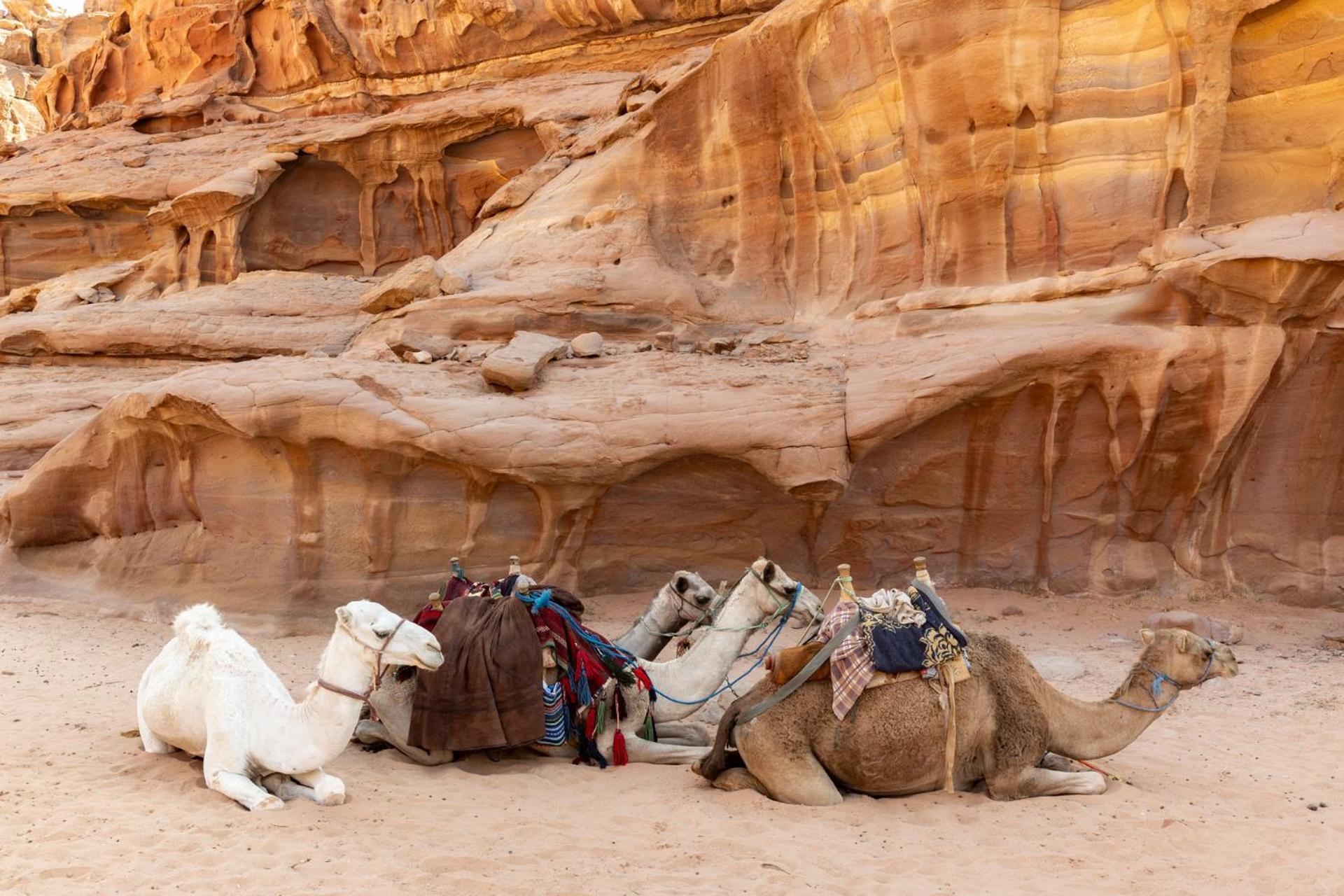 Wadi Rum Camp & Jeep Tour Hotel Exterior photo