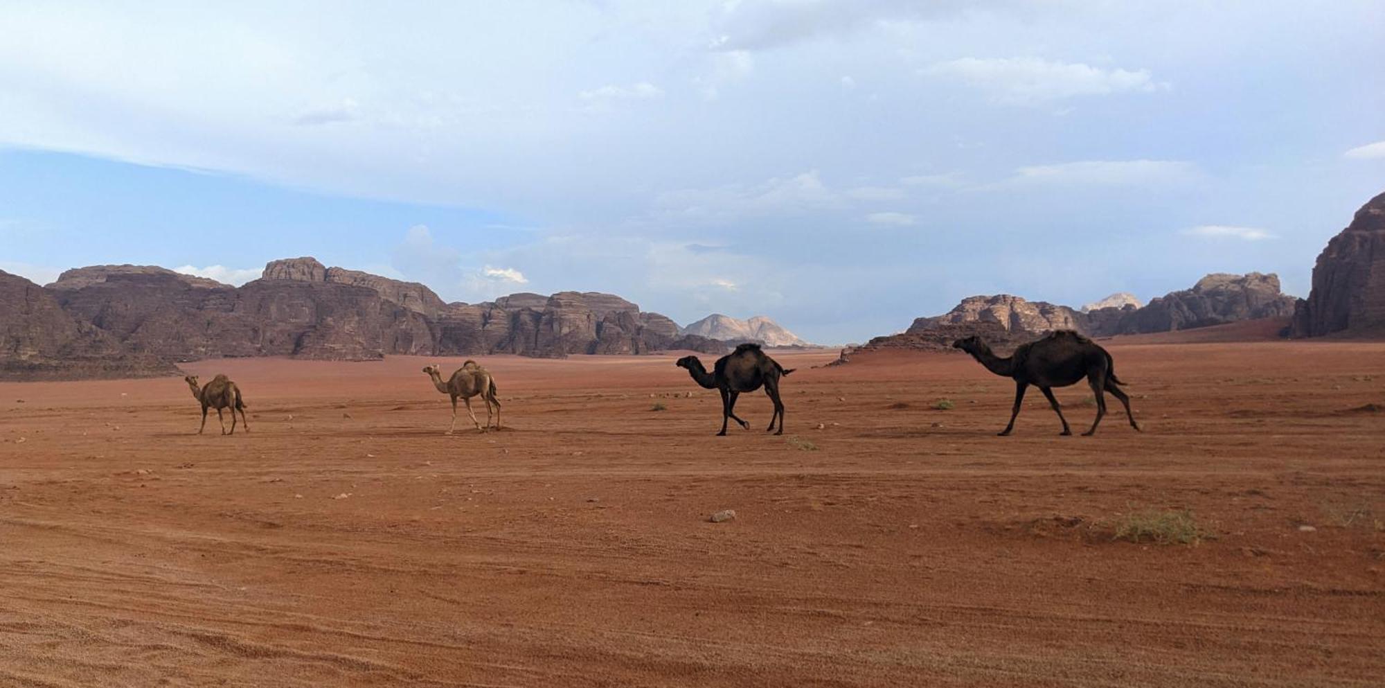 Wadi Rum Camp & Jeep Tour Hotel Exterior photo