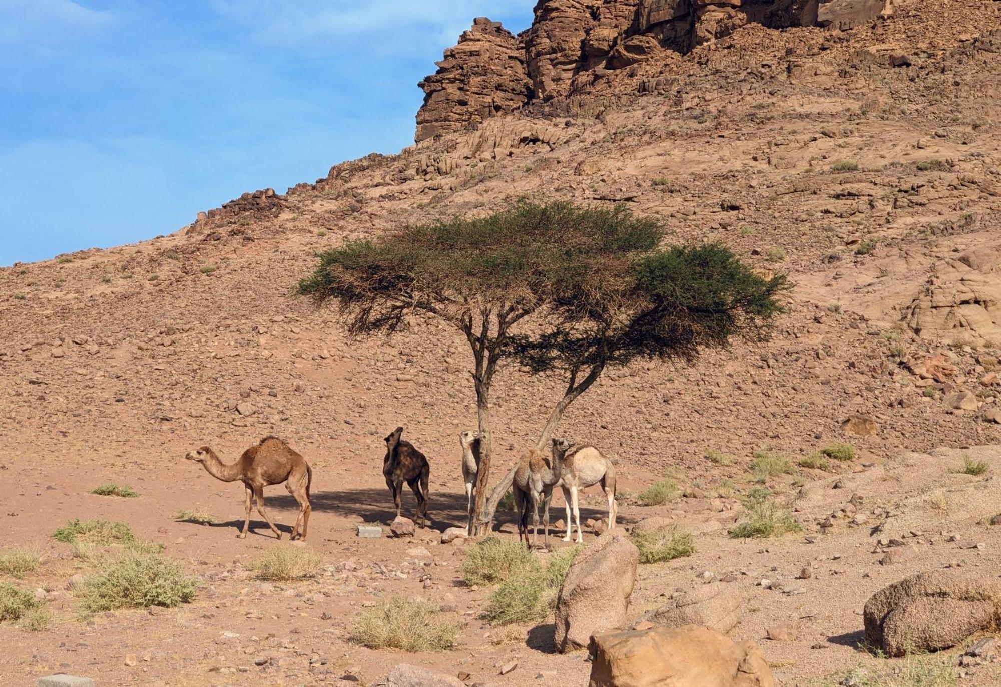 Wadi Rum Camp & Jeep Tour Hotel Exterior photo